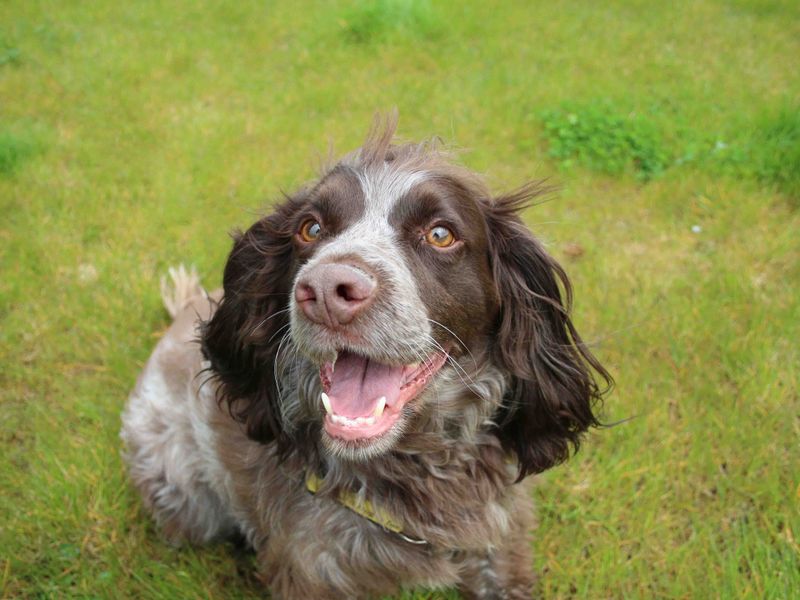 Bracken for sale in Sadberge - Image 3