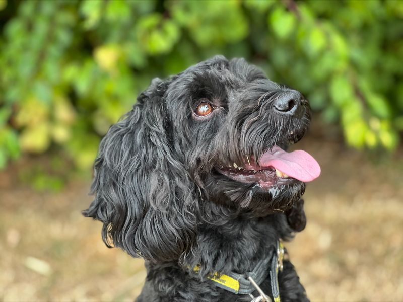 Poodle puppies for sale in Newton Tony – 6 years old