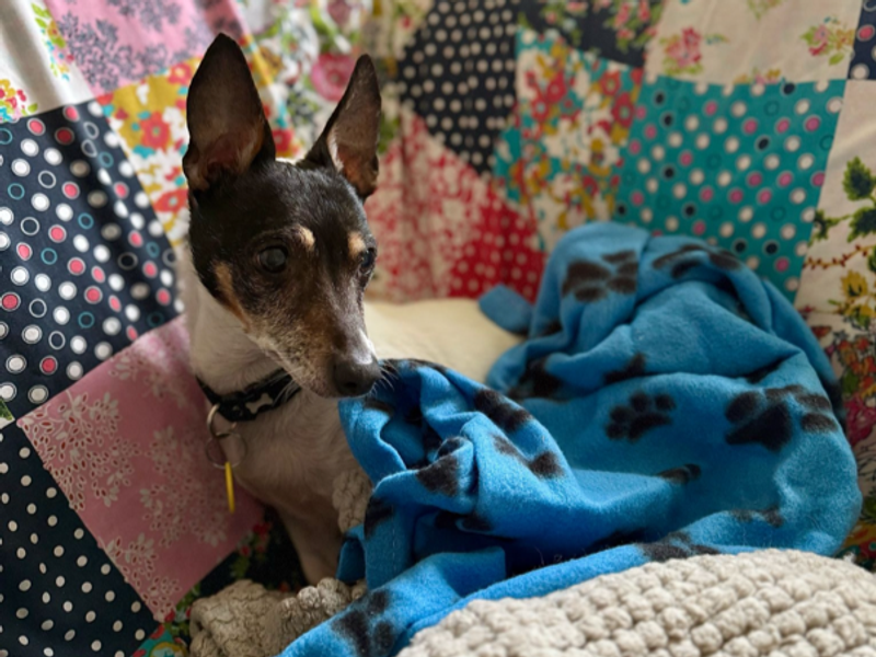 Jack Russell Terrier for adoption in Telford, Shropshire – 14 years old - Image 2 of 3