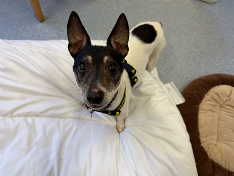 Jack Jack for sale in Telford, Shropshire