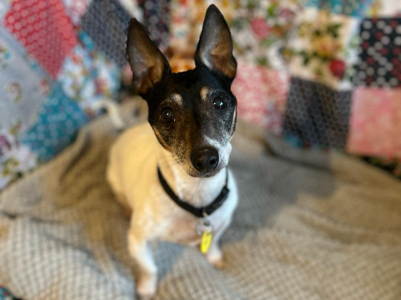 Jack Russell Terrier for adoption in Telford, Shropshire – 14 years old - Image 3 of 3