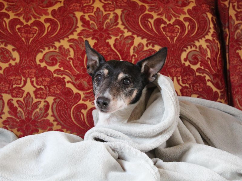 Reggie | Terrier (Jack Russell) Cross | Shrewsbury (Shropshire) - 1