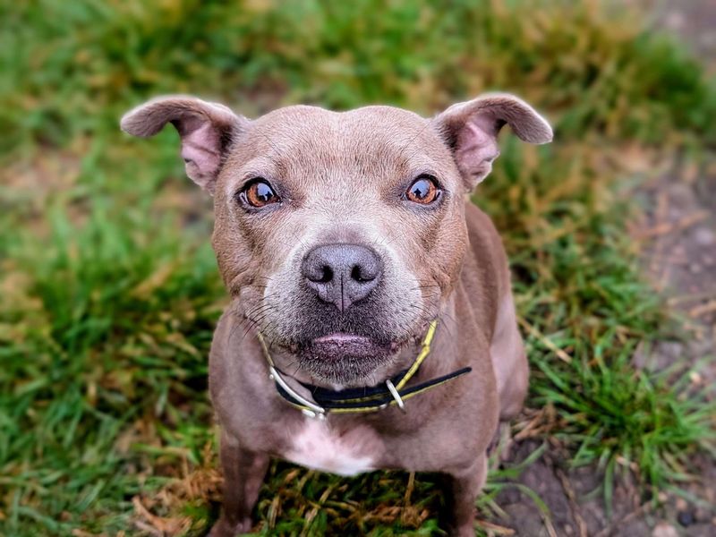 Staffordshire Bull Terrier for adoption in Cardiff, Glamorgan – 4 years old - Image 3 of 6