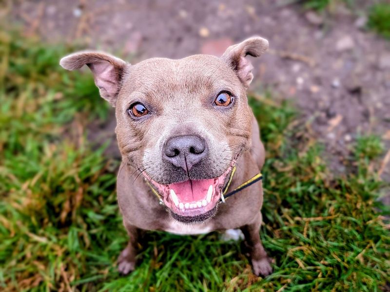 Staffordshire Bull Terrier for adoption in Cardiff, Glamorgan – 4 years old - Image 6 of 6