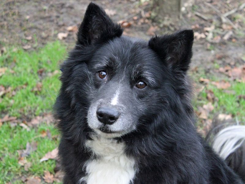 Adopt a Crossbreed Rescue Dog Bear Dogs Trust