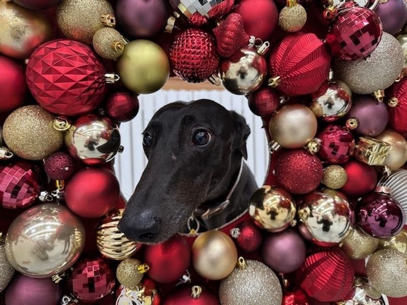 Greyhound Dogs And Puppies For Adoption
