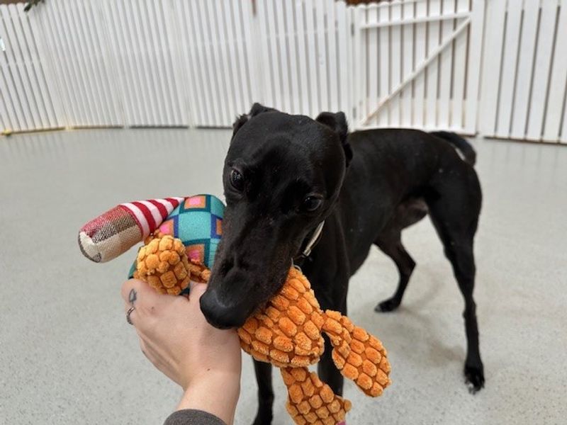 Greyhound for adoption in Manchester, Greater Manchester – 8 years old - Image 2 of 3