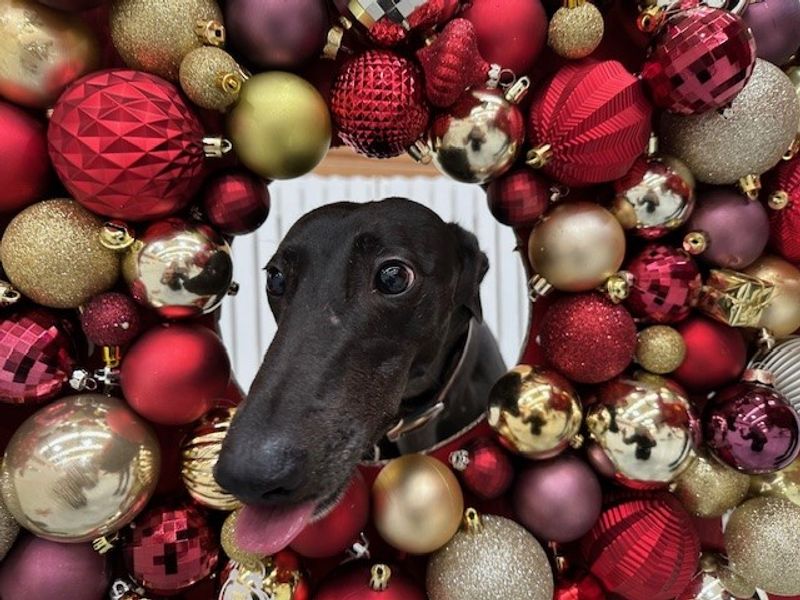 Greyhound for adoption in Manchester, Greater Manchester – 8 years old - Image 3 of 3