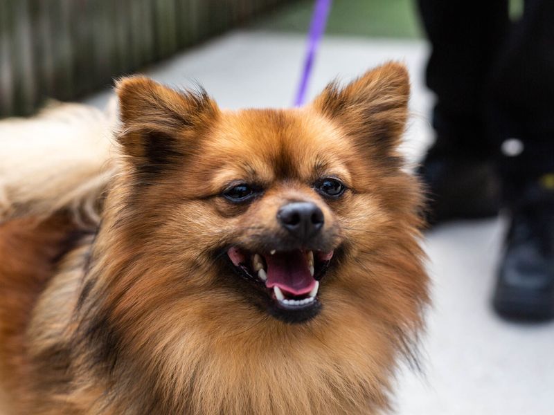 Simba for sale in Manchester - Image 7