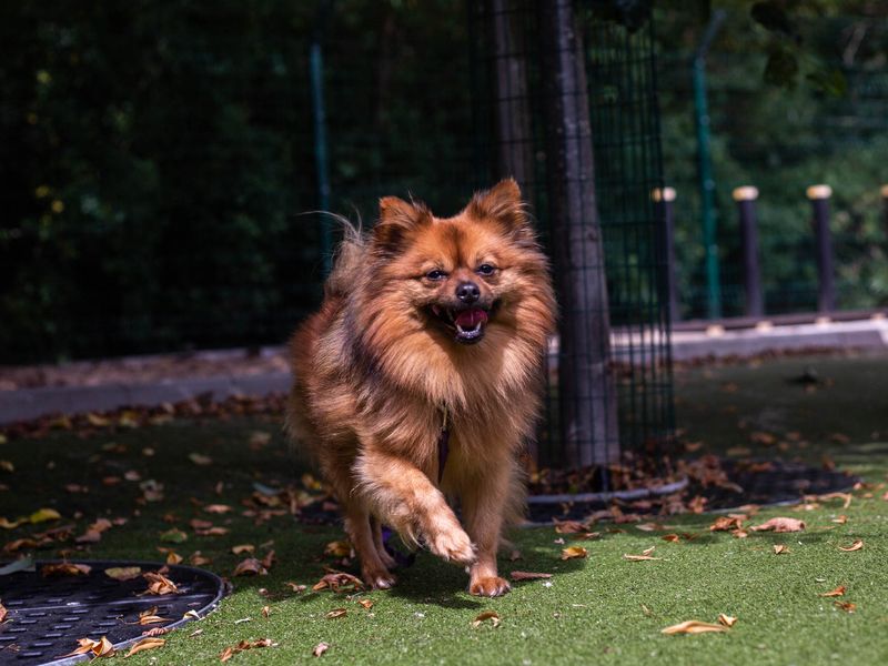 Simba for sale in Manchester - Image 6