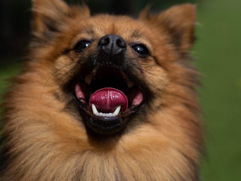 Simba for sale in Manchester - Image 2