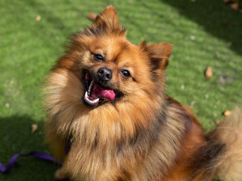 Simba for sale in Manchester - Image 5