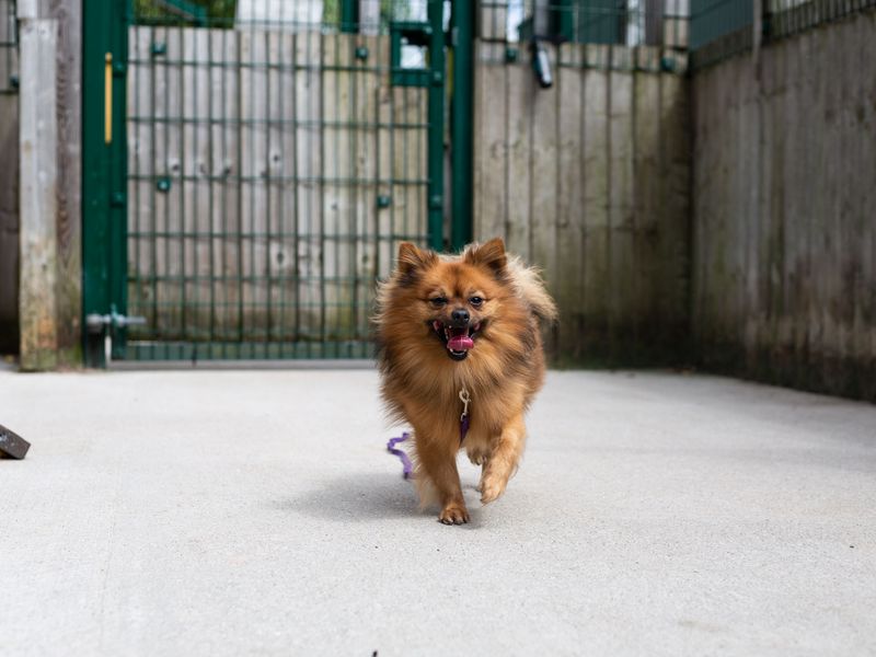 Simba for sale in Manchester - Image 3