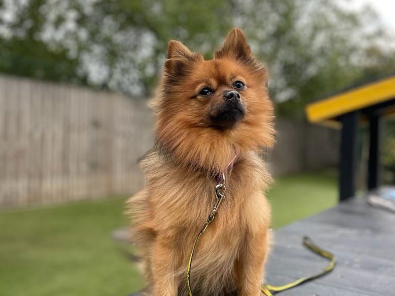 Simba for sale in Manchester - Image 9