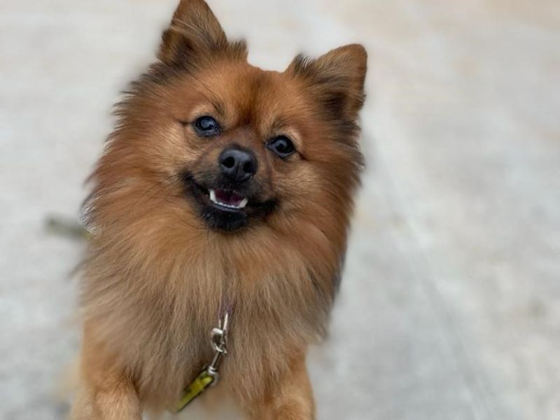 Simba for sale in Manchester - Image 1