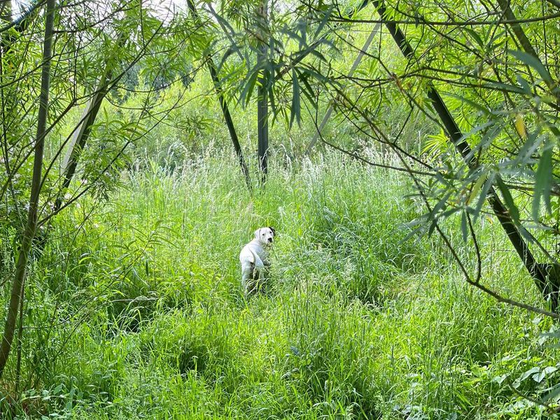 Staffordshire Bull Terrier for adoption in Wickford, Essex – 5 years old - Image 2 of 7