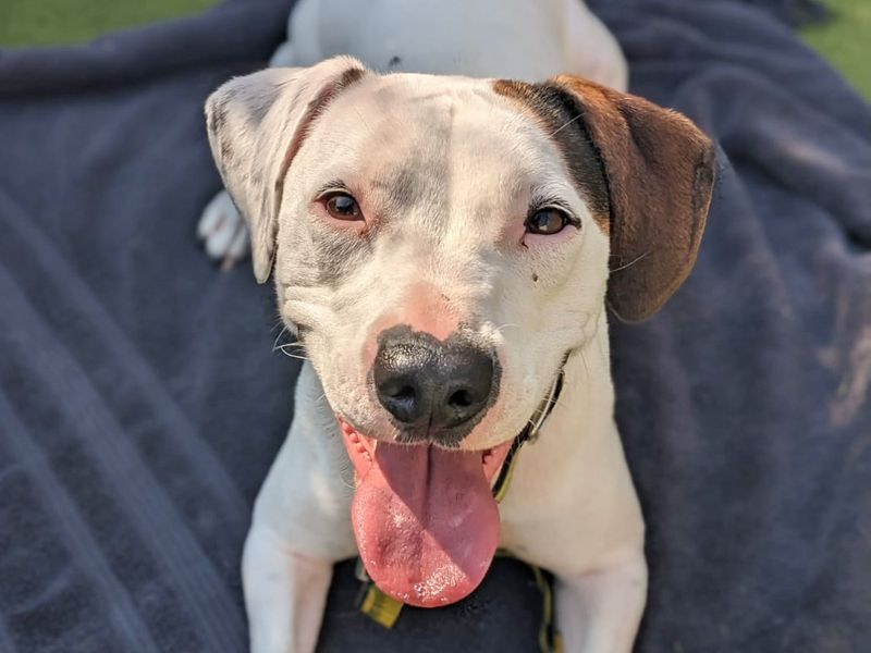 Staffordshire Bull Terrier for adoption in Wickford, Essex – 5 years old - Image 3 of 7