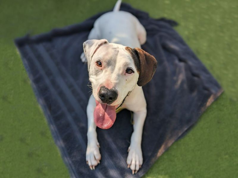 Staffordshire Bull Terrier for adoption in Wickford, Essex – 5 years old - Image 5 of 7