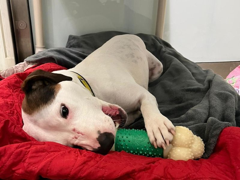 Staffordshire Bull Terrier for adoption in Wickford, Essex – 5 years old - Image 4 of 7