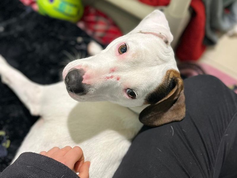 Staffordshire Bull Terrier for adoption in Wickford, Essex – 5 years old - Image 6 of 7