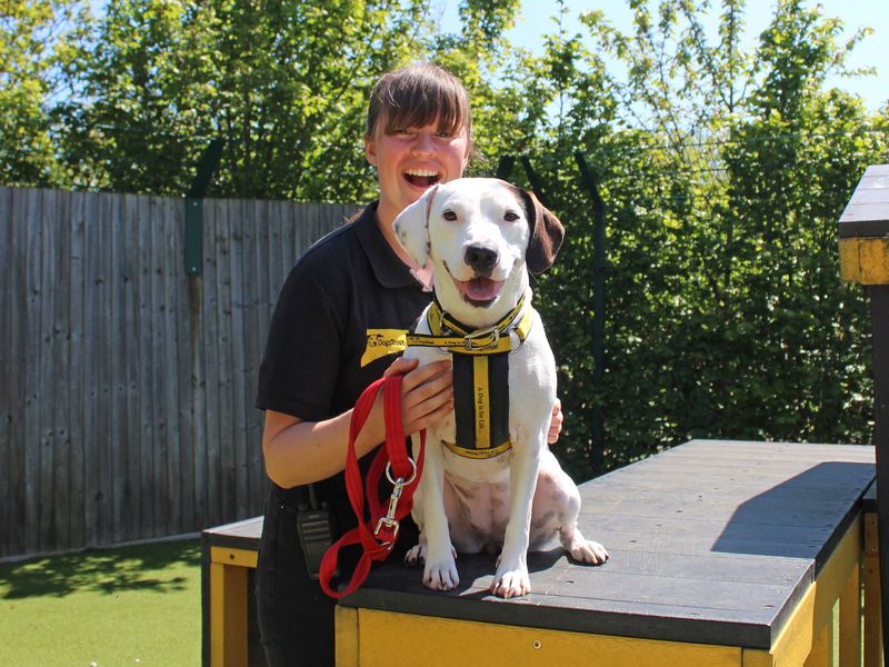 Staffordshire Bull Terrier for adoption in Wickford, Essex – 5 years old - Image 1 of 7