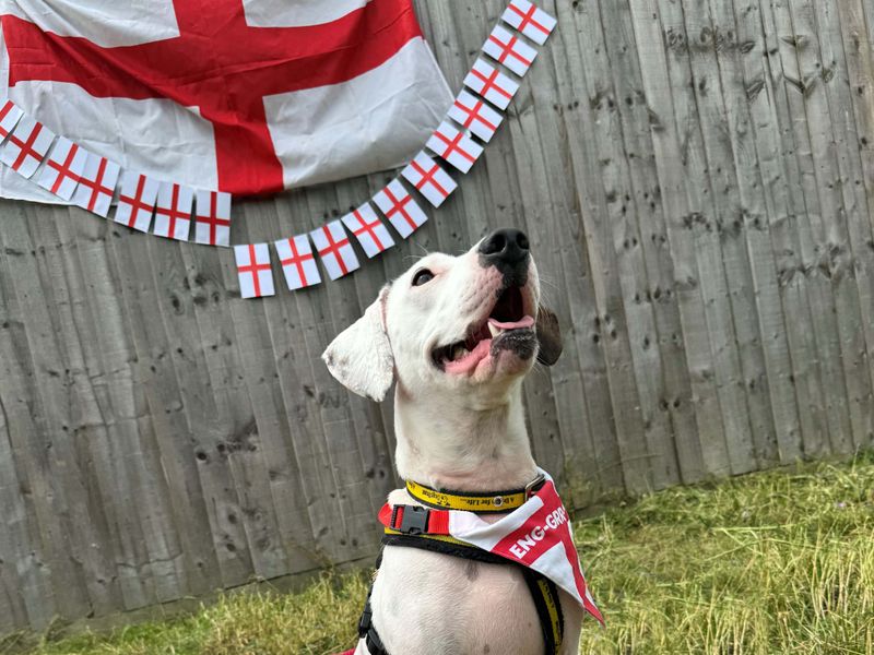 Staffordshire Bull Terrier for adoption in Wickford, Essex – 5 years old - Image 7 of 7