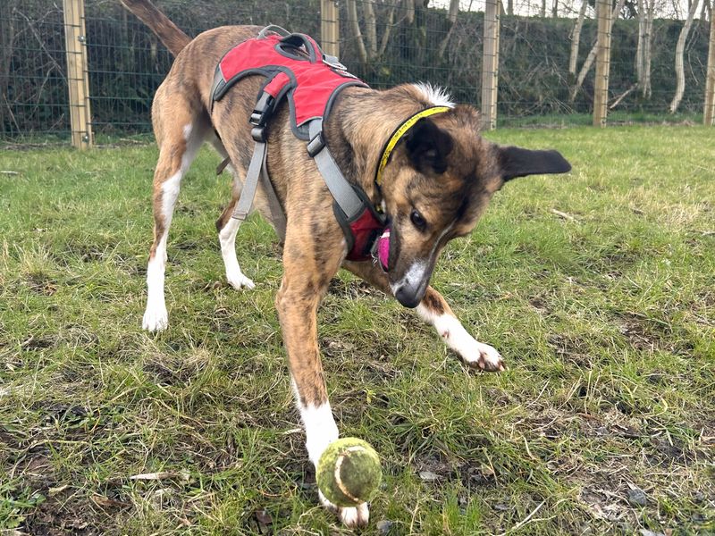 Border Collie for adoption in Ballymena, Co Antrim – 3 years old - Image 4 of 5
