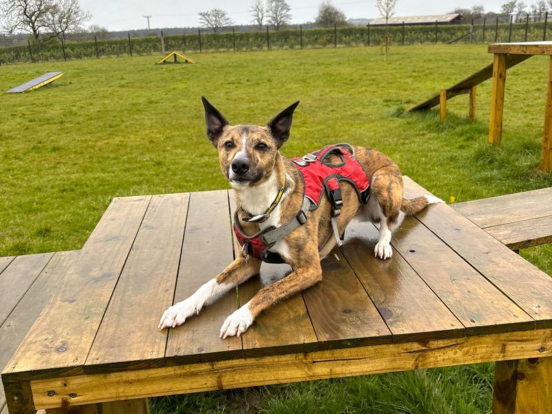 undefined | Collie (Border) Cross | undefined - 2