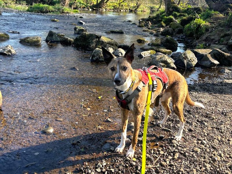 Rocket | Collie (Border) Cross | Ballymena (Northern Ireland) - 1