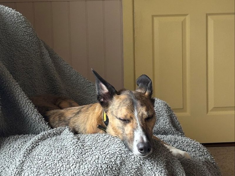 Rocket | Whippet Cross | Ballymena (Northern Ireland) - 1