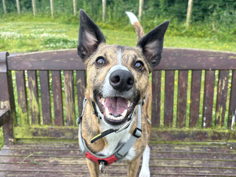 Rocket | Whippet Cross | Ballymena (Northern Ireland) - 12