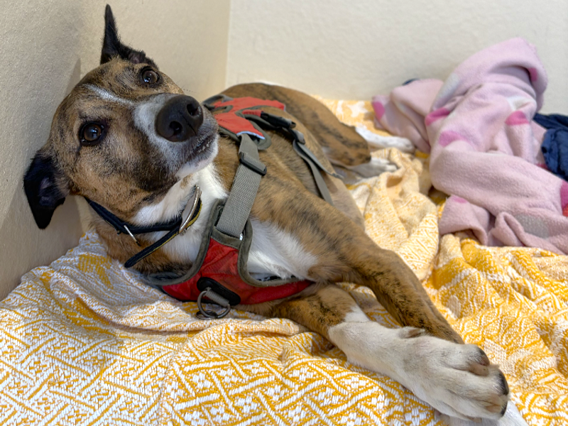 Rocket | Whippet Cross | Ballymena (Northern Ireland) - 3
