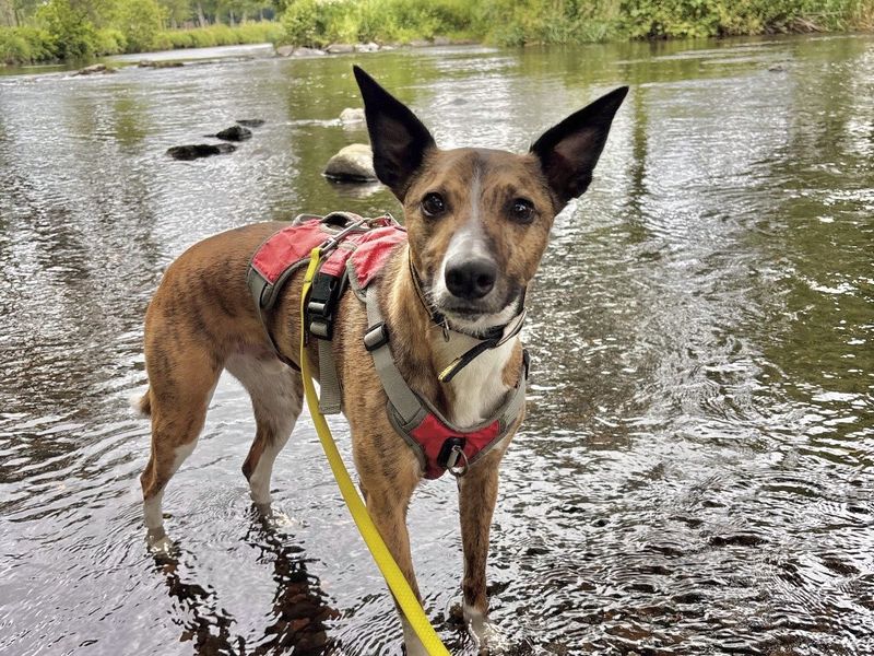 Rocket | Whippet Cross | Ballymena (Northern Ireland) - 16