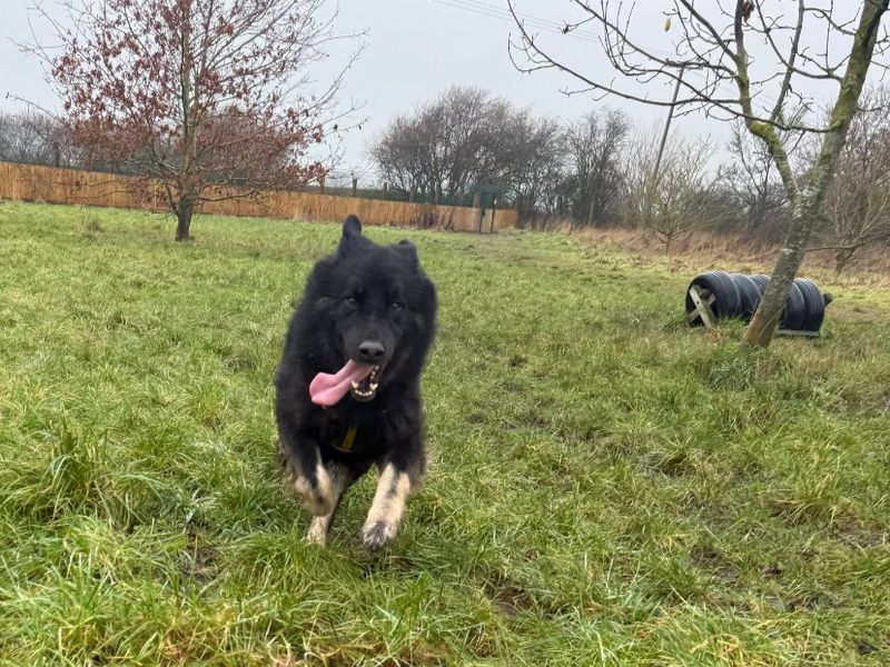 German Shepherd for adoption in Telford, Shropshire – 5 years old - Image 3 of 3