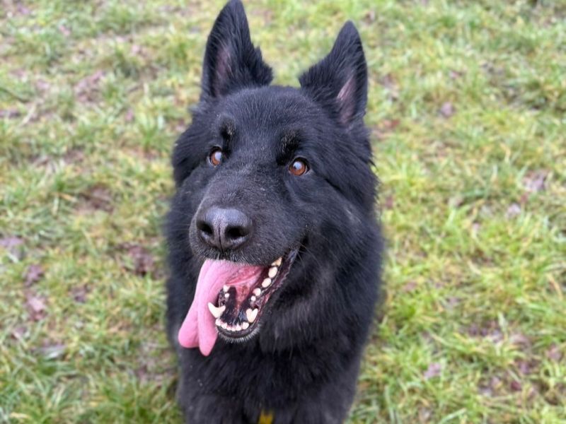 German Shepherd for adoption in Telford, Shropshire – 5 years old - Image 2 of 3