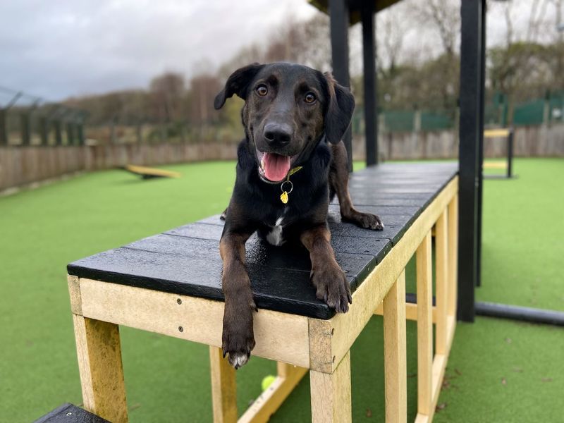 Rescue Scottish Pets Rescue dogs cats and other pets in Scotland