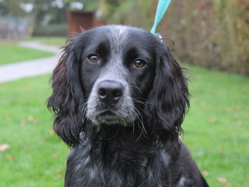 Eddie for sale in Kenilworth - Image 3