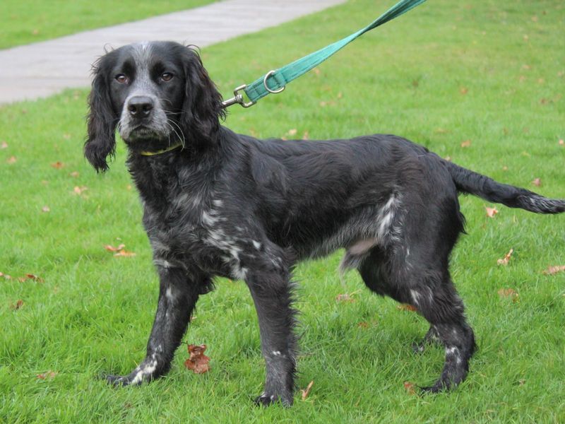 Eddie for sale in Kenilworth - Image 1