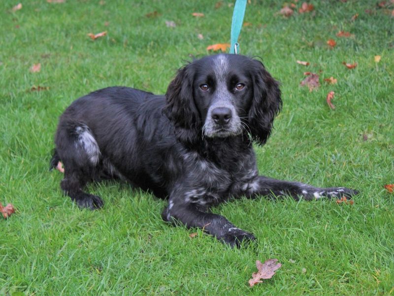 Eddie for sale in Kenilworth - Image 4