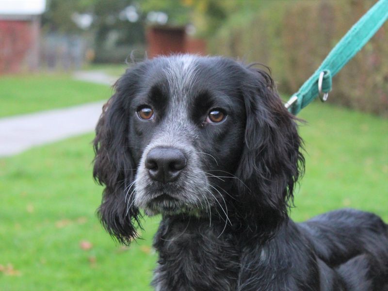 Eddie for sale in Kenilworth - Image 2