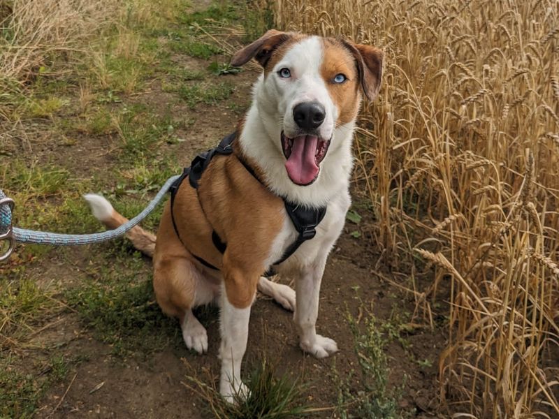 Border Collie for adoption in Evesham, Worcestershire – 3 years old - Image 5 of 8