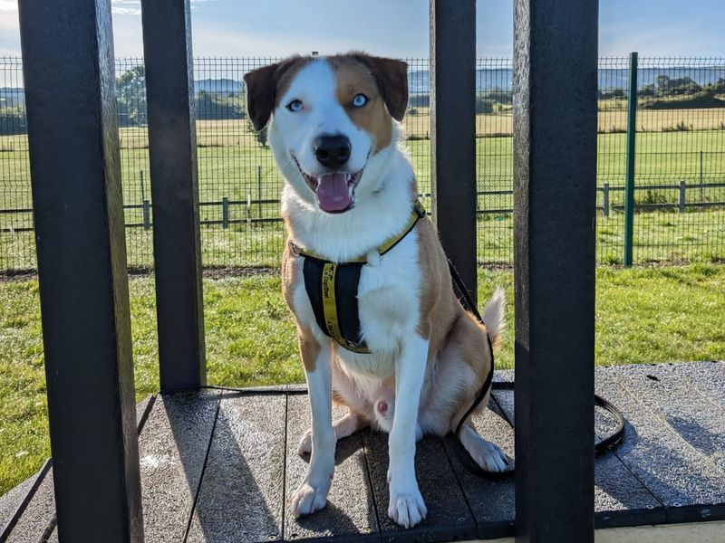 Border Collie for adoption in Evesham, Worcestershire – 3 years old - Image 8 of 8