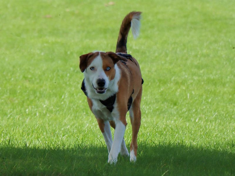 Border Collie for adoption in Evesham, Worcestershire – 3 years old - Image 6 of 8