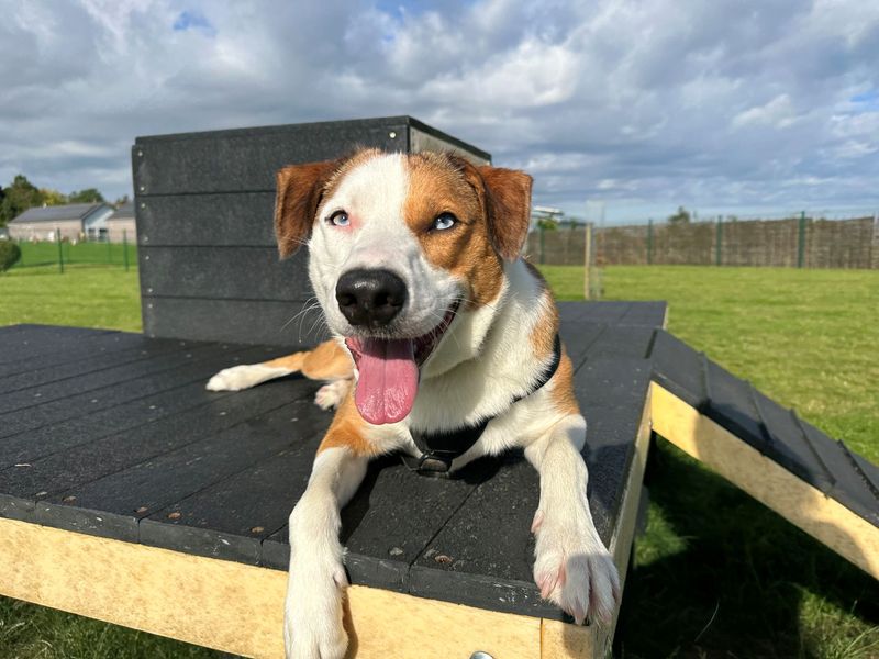 Border Collie for adoption in Evesham, Worcestershire – 3 years old - Image 3 of 8