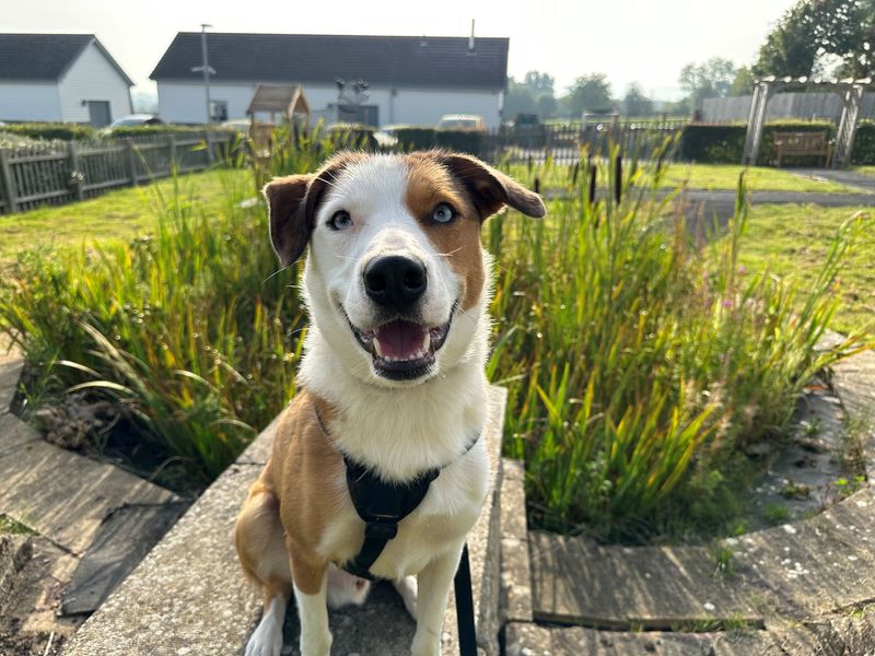 Border Collie for adoption in Evesham, Worcestershire – 3 years old - Image 7 of 8