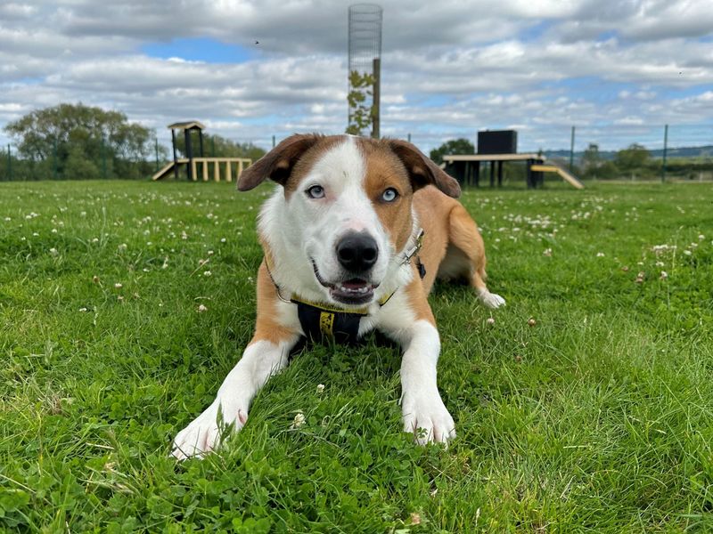 Border Collie for adoption in Evesham, Worcestershire – 3 years old - Image 4 of 8