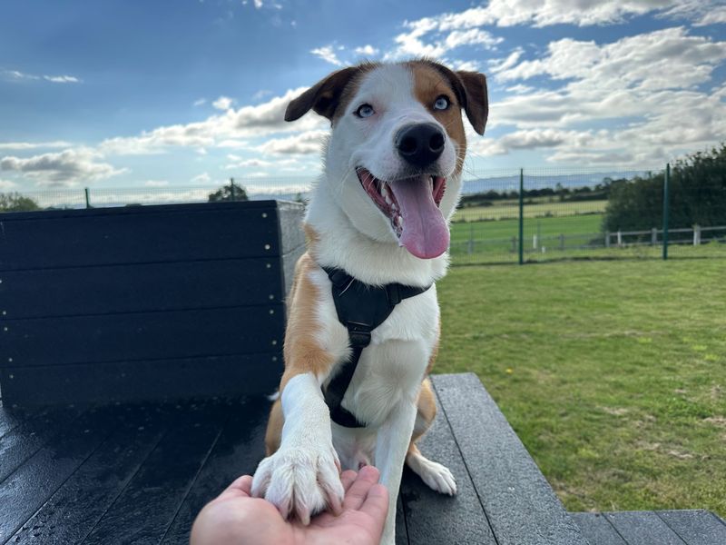 Border Collie for adoption in Evesham, Worcestershire – 3 years old - Image 1 of 8