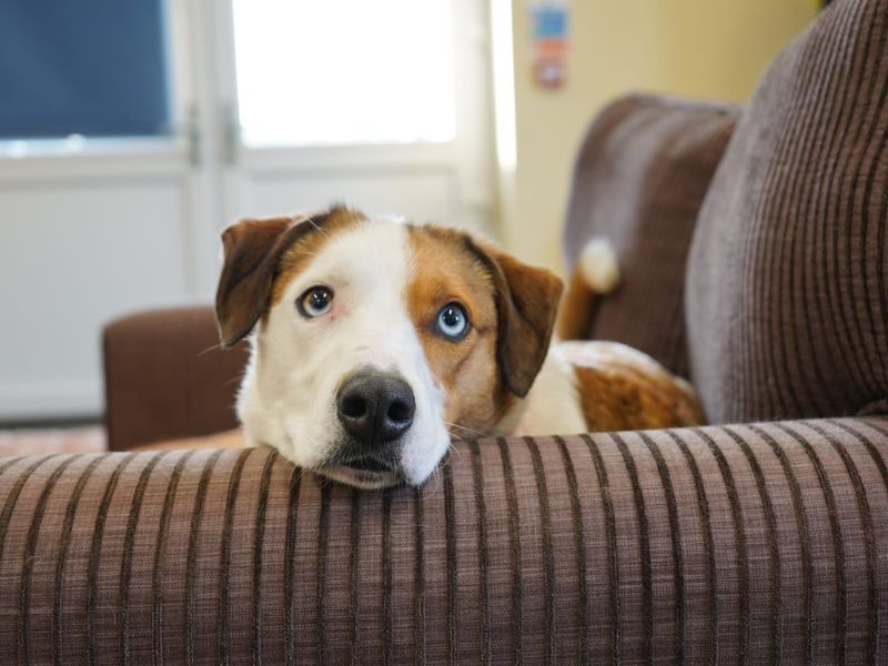 Cluedo | Collie (Border) | Evesham (Worcestershire) - 1