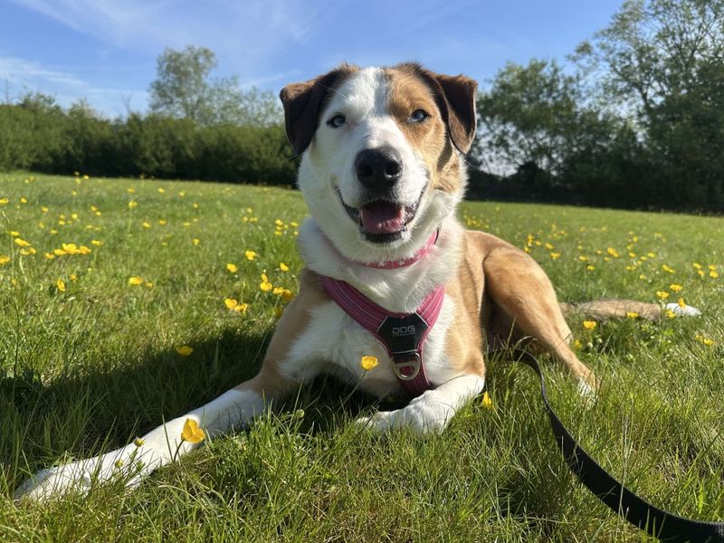 Cluedo | Collie (Border) | Evesham (Worcestershire) - 5