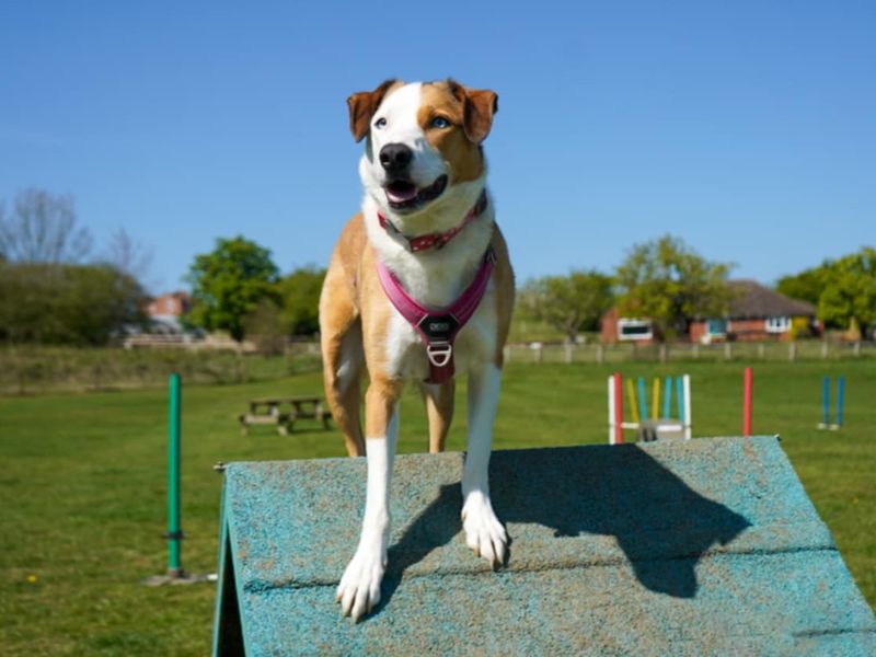 Cluedo | Collie (Border) | Evesham (Worcestershire) - 9